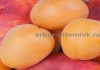 Фото Саженцы абрикосов из питомника с доставкой, каталог с низкими ценами в интернет магазине