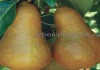 Фото Саженцы груши, крупномеры груш из питомника в Подмосковье