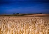 Мука пшеничная