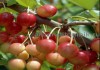 Фото Плодовые деревья и плодовые крупномеры (большемеры) взрослые деревья из питомника
