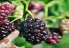 Фото Саженцы шелковицы, шелковица в горшках и в землянном коме с плодами