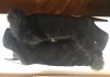 Фото Ботфорты сапоги новые ferre италия размер черные замша мех енот на потформе каблук
