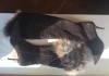 Фото Ботфорты сапоги fabiani италия размер коричневые замша зима мех таскана зимние женские сапожки