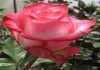 Фото Саженцы кустовых роз из питомника, каталог роз в большом ассортименте в питомнике Арбор