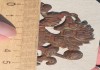 Фото Большая кокарда Царский Двуглавый Орёл, Императорская Россия