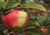 Фото Крупномеры яблонь, саженцы яблони и плодовых деревьев в Москве и Подмосковье из питомника