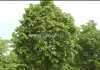 Фото Саженцы и крупномеры липы, взрослые деревья липы с доставкой по Москве и России