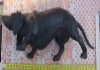 Фото Чугунная статуэтка собака породы Такса, Касли