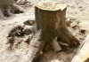 Фото Убрать или удалить дерево с участка (вырубка) и выкорчевывание и дробление пней