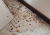 Фото Уничтожение тараканов, клопов, муравьев, плесени, грызунов, запахов