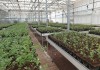 Фото Вегетационные столы для выращивания рассады