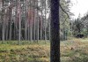 Фото Сказочный хуторок в хвойном лесу под Старым Изборском