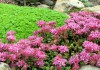 Фото Очиток почвопокровеый«Пурпурный замок», розовые цветки, почвопокровные