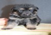 Фото Продам щенков немецкой овчарки. Родословная