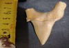 Зуб ископаемой акулы мегалодона