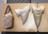 Фото Зубы ископаемой акулы мегалодона и динозавра раптора