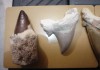 Фото Зубы ископаемой акулы мегалодона и динозавра раптора