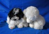 Фото Той пуделя щенок бело-черный арлекин шьен партиколор а пуаль фризе