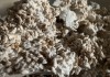 Фото Грибная ферма Farmyc - мицелий ежовика гребенчатого на буром рисе и т.д.