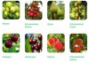 Фото Здоровые и крепкие саженцы