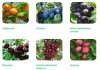 Фото Здоровые и крепкие саженцы