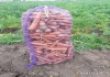 Бронирование раннего урожая картошки и морковки в Алтайском крае