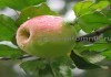 Фото Саженцы яблони из питомника, с доставкой и посадкой по низкой цене