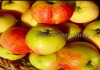 Фото Саженцы яблони из питомника, с доставкой и посадкой по низкой цене