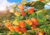 Фото Плодовые деревья и плодовые крупномеры (большемеры) взрослые деревья из питомника