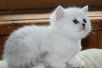 Фото Британские котята окраса серебристая шиншилла с изумрудными глазами