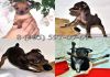 Фото Чихуахуа и Русский Той терьер щенки самых маленьких собак