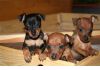 Фото Карликового пинчера(цвергпинчера) щенки