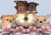 Фото Чихуахуа и Русский Той-терьер продаются щенки. Шикарный выбор