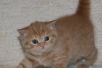 Фото Британские котята, Вислоухие котята.  Более 10 окрасов