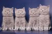 Фото Британские котята. Питомник британских кошек