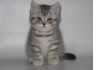 Фото Британские короткошерстные котята