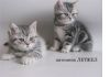 Фото Британские короткошерстные котята