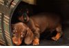 Фото Такса кроличья щенки шоколадные