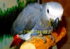 Фото Попугаи - абсолютно ручные птенцы из питомника