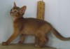 Фото Абиссинские котята продажа