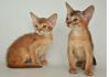 Фото Абиссинские котята продажа