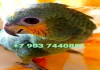 Оранжевокрылый амазон (Amazona amazonica amazonica) - ручные птенцы из питомника