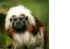Эдипов тамарин –ручные  маленькие обезьянки