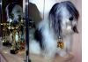 Фото ОДИС-Одесская Домашняя Идеальная Собака