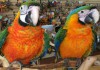 Фото Каталина (гибрид попугаев ара) - ручные птенцы из питомника
