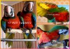 Арлекин (гибрид попугаев ара) - ручные птенцы 4 мес из питомника