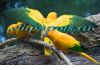 Аратинга золотая (Aratinga guarouba) - птенцы из питомника