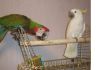 Фото Ара сине-желтый и Ара зеленокрылый – ручные птенцы
