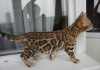 Бенгальские котята леопардового окраса