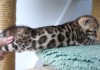 Фото Бенгальские котята леопардового окраса